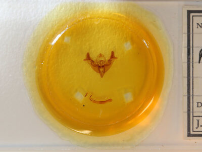 slide view of adult Papaipema nebris