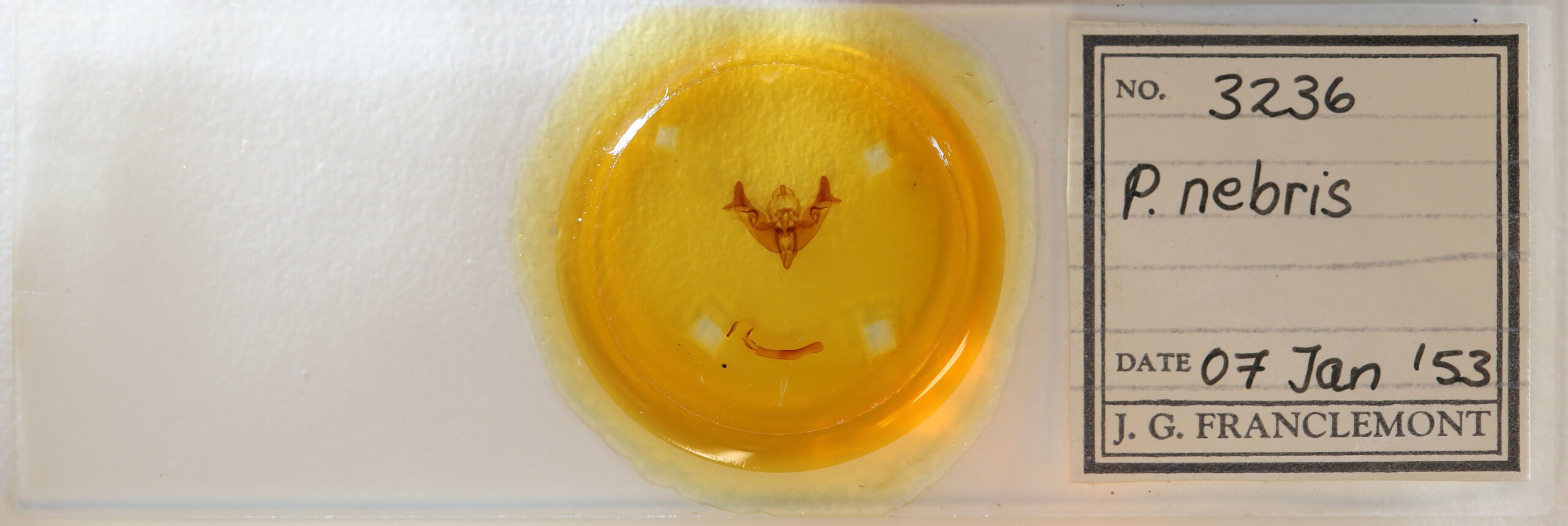 slide view of adult Papaipema nebris