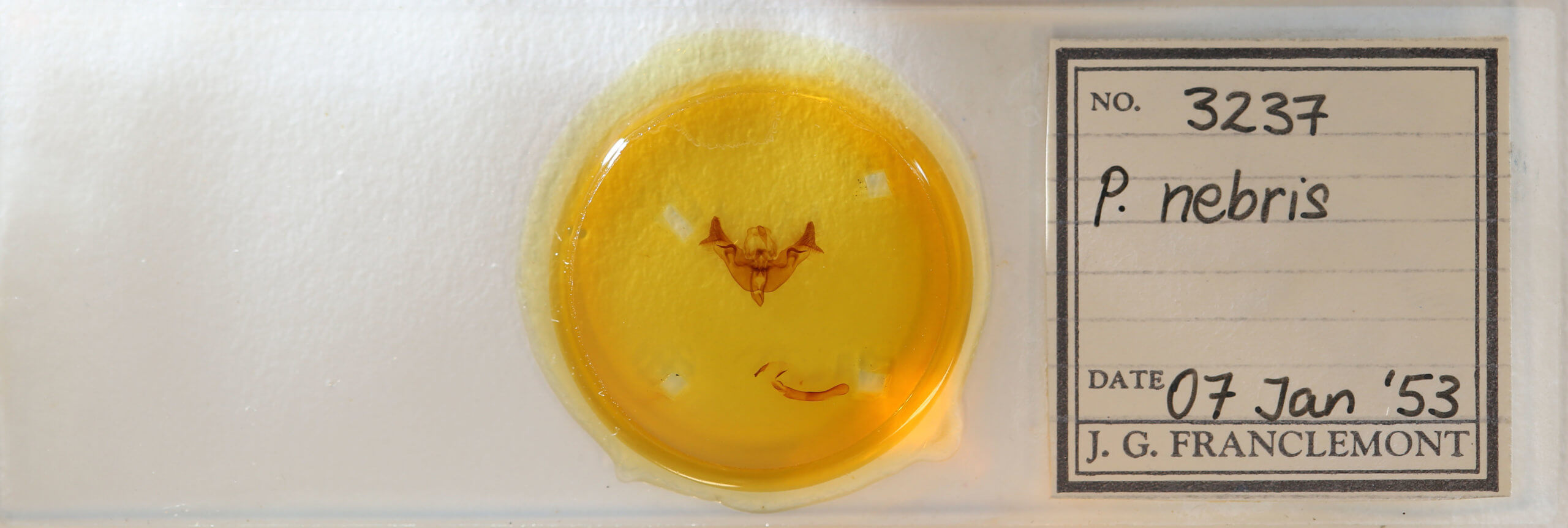 slide view of adult Papaipema nebris