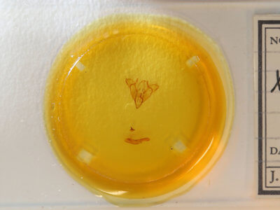 slide view of adult Agnorisma badinodis