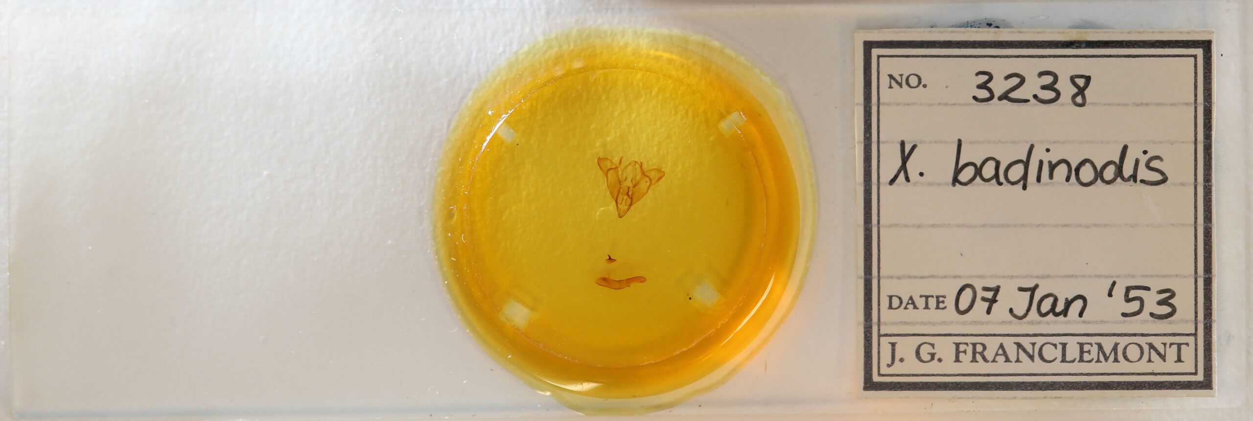 slide view of adult Agnorisma badinodis