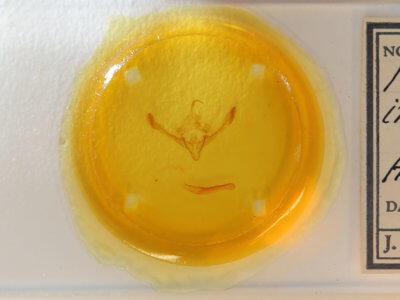 slide view of adult Metaxaglaea inulta