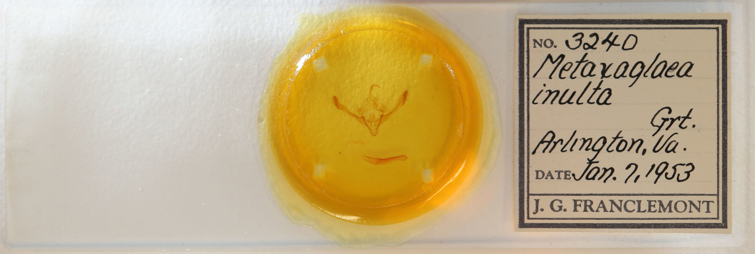 slide view of adult Metaxaglaea inulta