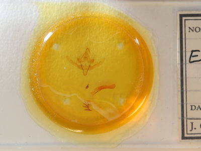 slide view of adult Epiglaea decliva