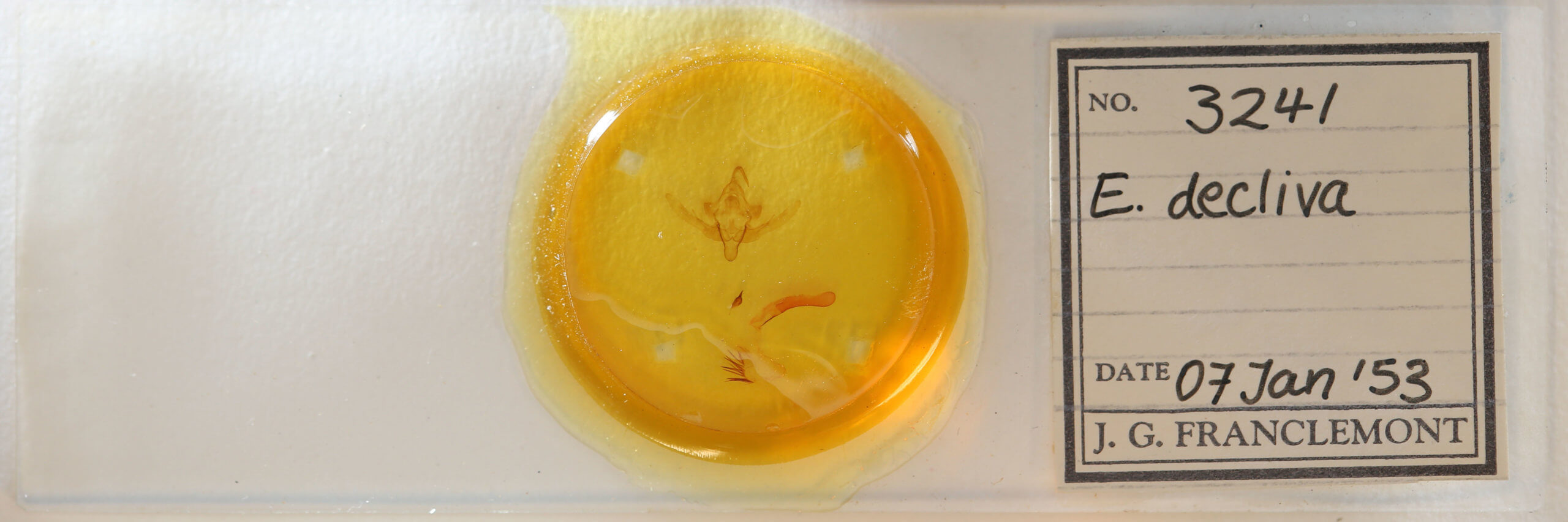 slide view of adult Epiglaea decliva