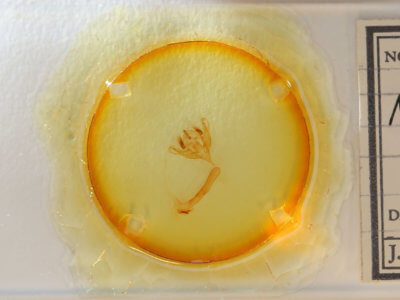 slide view of adult Meropleon cosmion