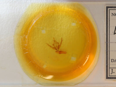 slide view of adult Lithophane pexata