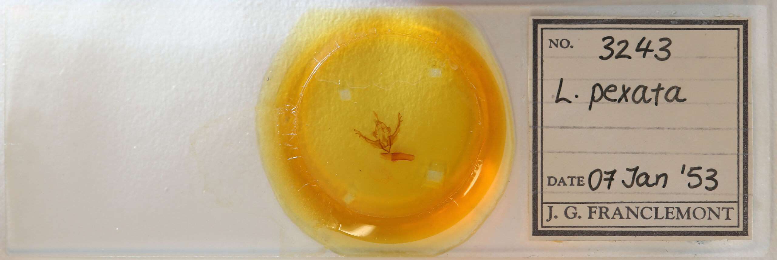 slide view of adult Lithophane pexata