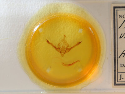 slide view of adult Metaxaglaea viatica