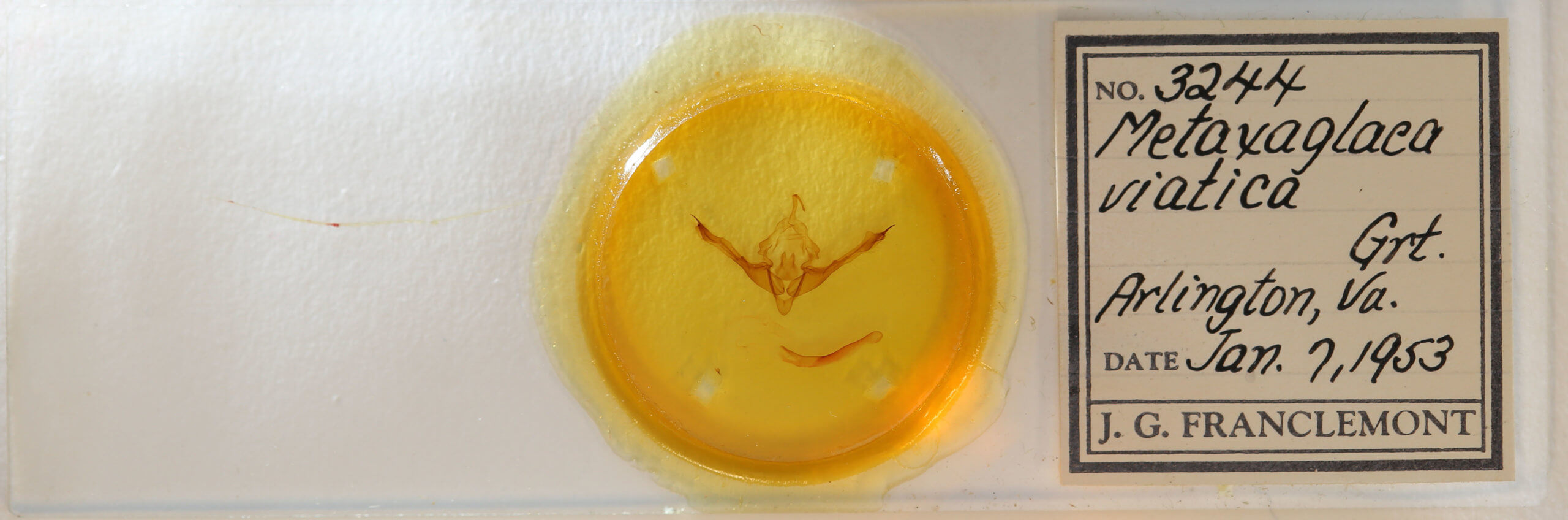 slide view of adult Metaxaglaea viatica