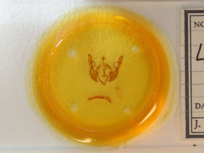 slide view of adult Lithophane unimoda