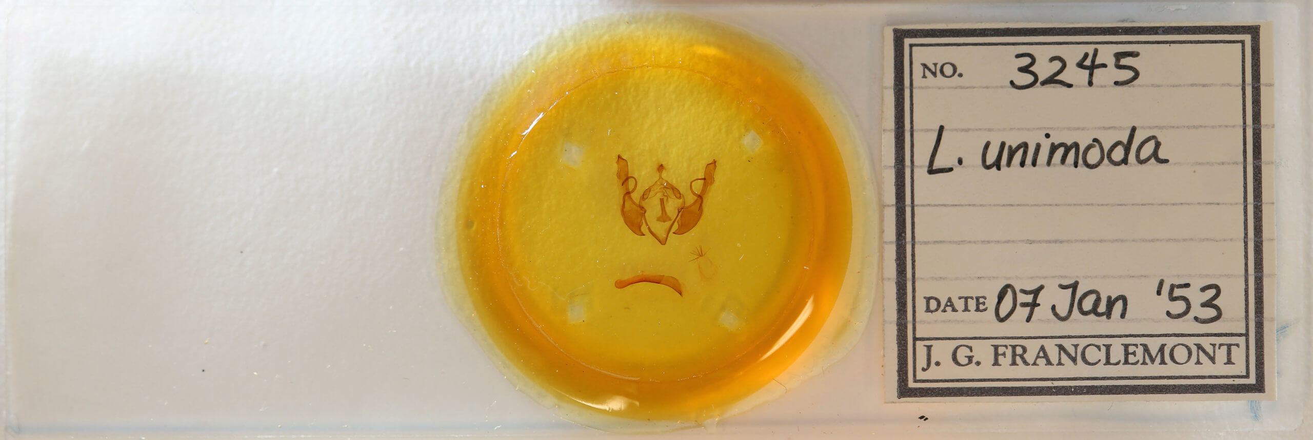 slide view of adult Lithophane unimoda