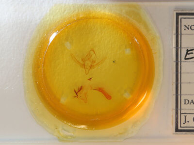 slide view of adult Epiglaea decliva