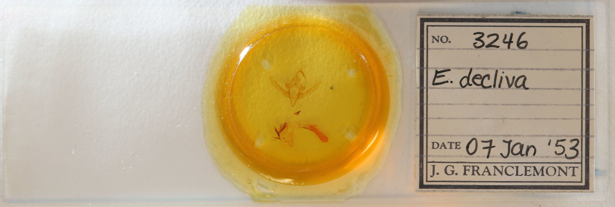 slide view of adult Epiglaea decliva