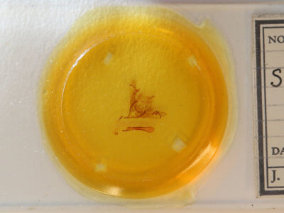 slide view of adult Sericaglaea signata