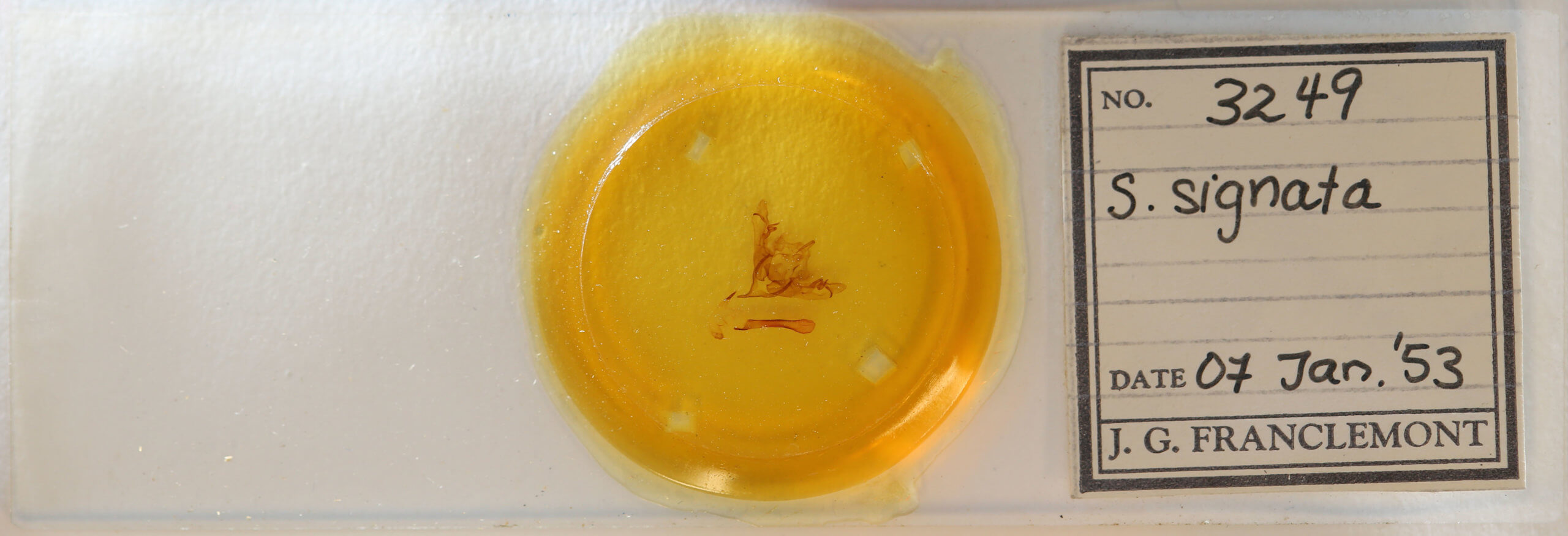 slide view of adult Sericaglaea signata