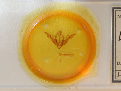 slide view of adult Lithophane grotei