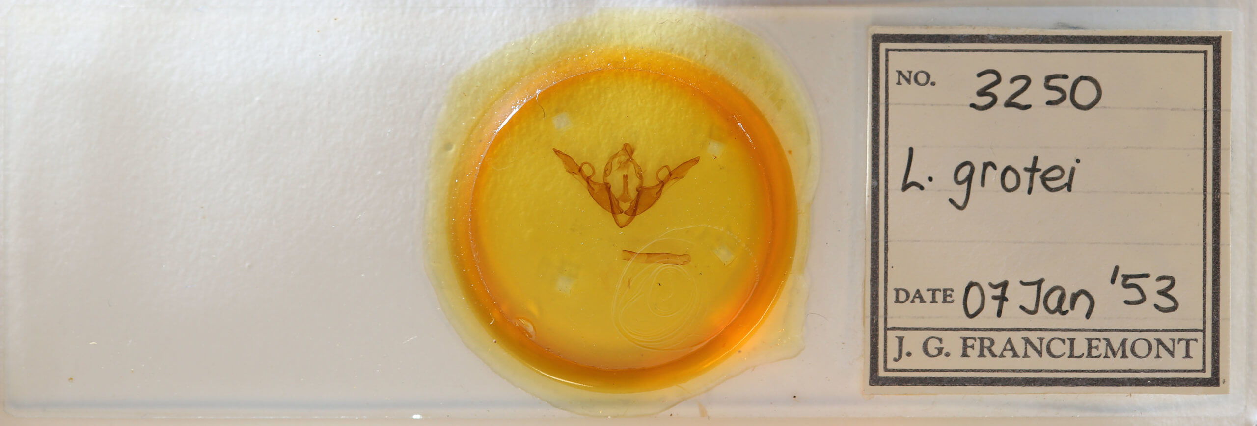 slide view of adult Lithophane grotei