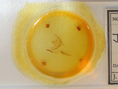 slide view of adult Xystopeplus rufago