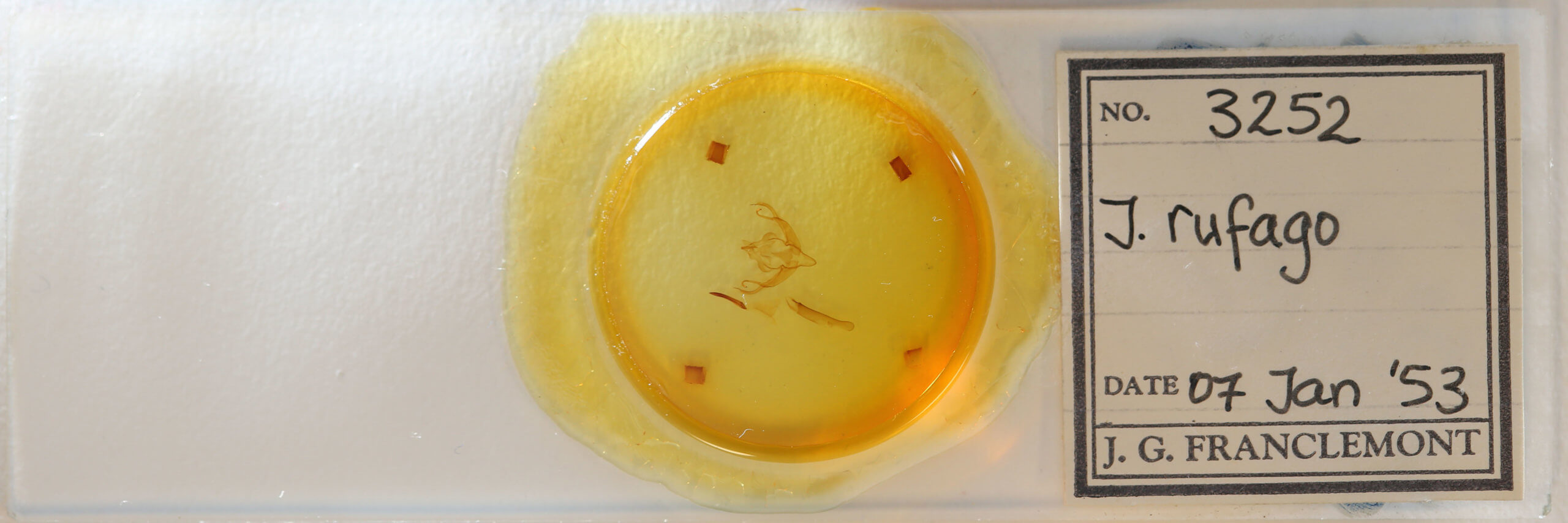 slide view of adult Xystopeplus rufago