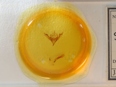 slide view of adult Sericaglaea signata