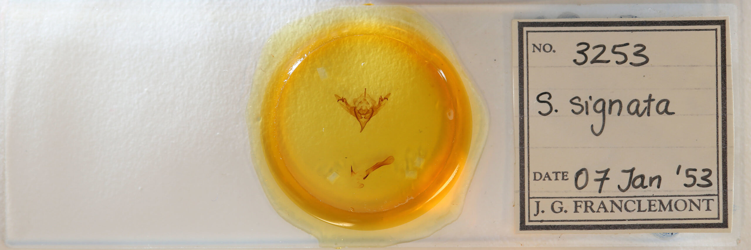 slide view of adult Sericaglaea signata