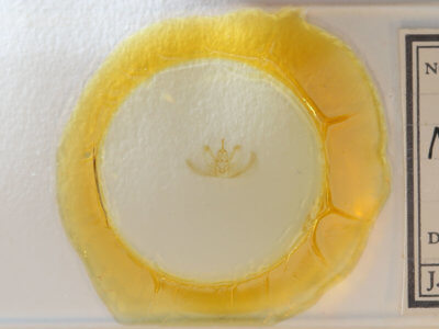 slide view of adult Metarranthis homuraria