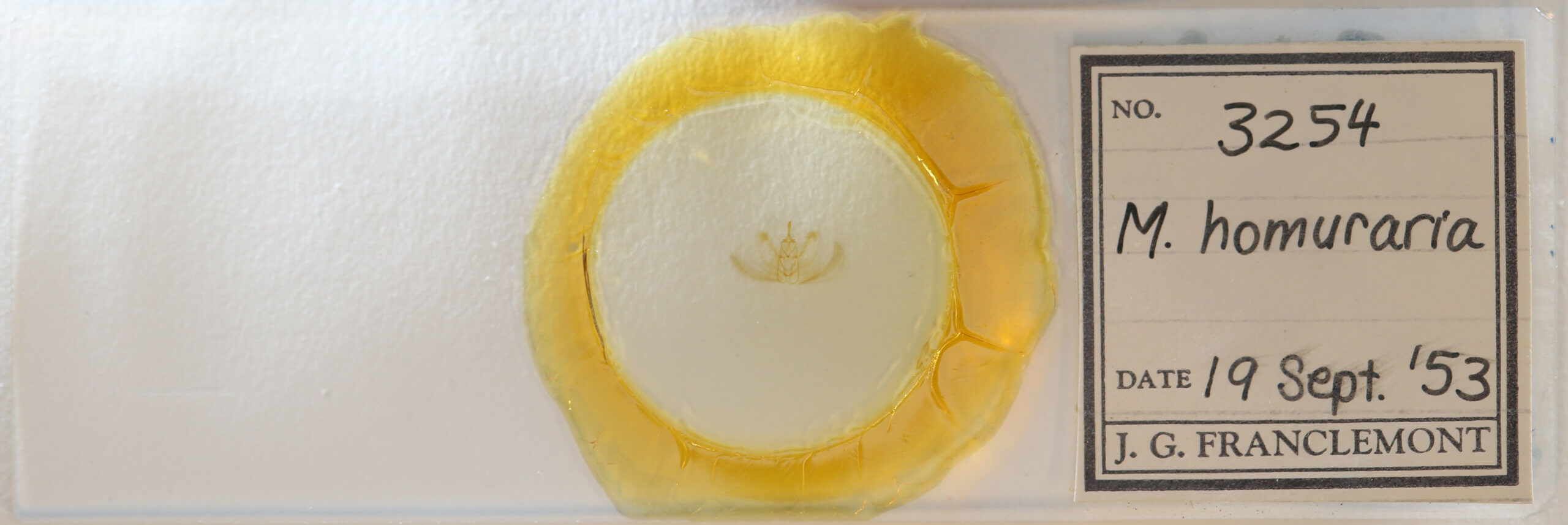 slide view of adult Metarranthis homuraria