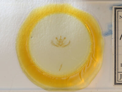 slide view of adult Metarranthis homuraria