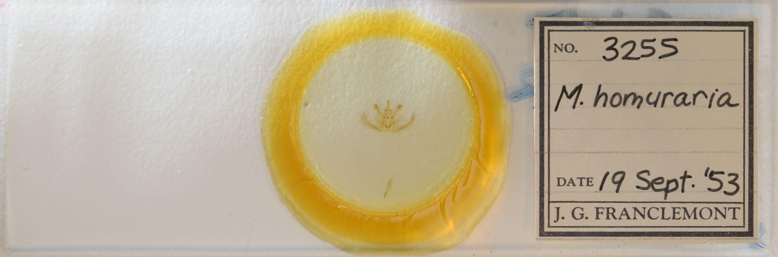 slide view of adult Metarranthis homuraria