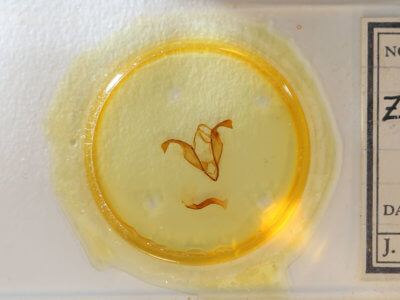 slide view of adult Zale calycanthata