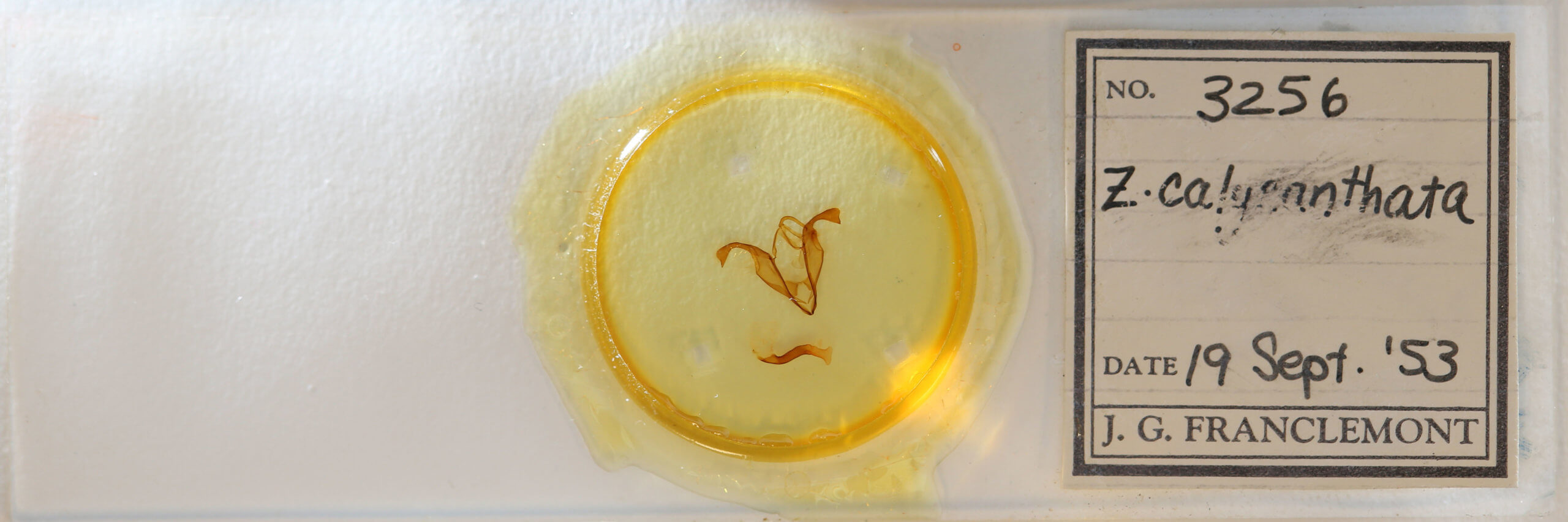 slide view of adult Zale calycanthata