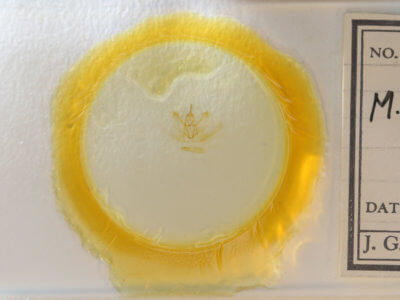 slide view of adult Metarranthis homuraria