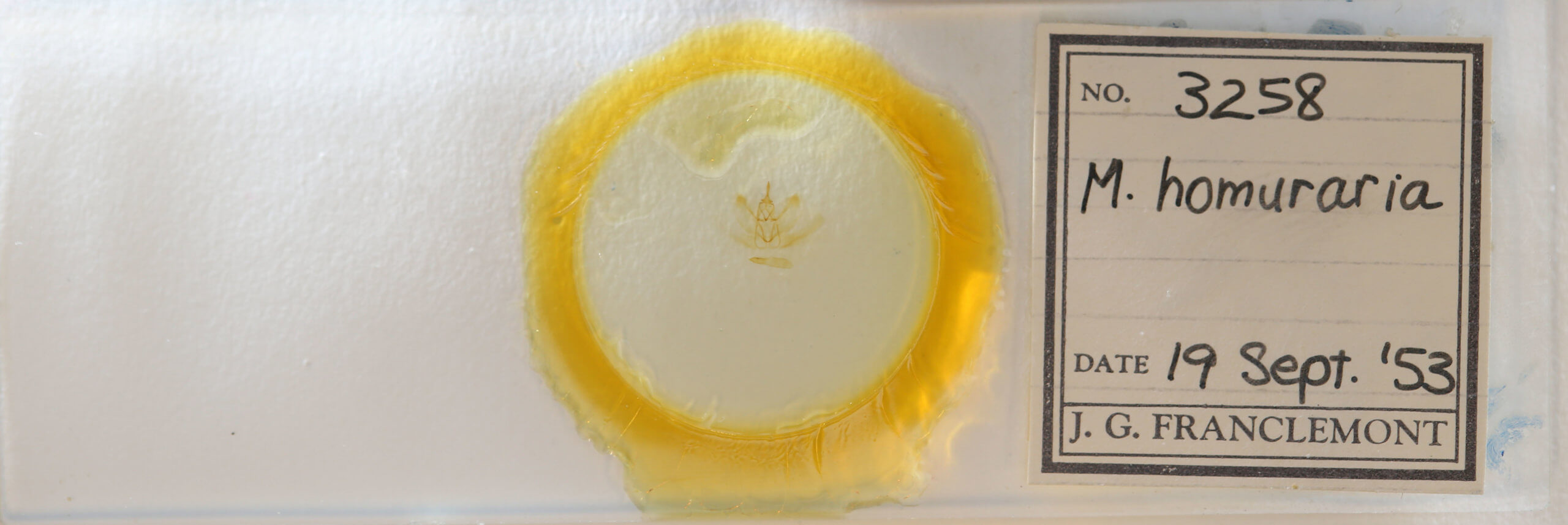 slide view of adult Metarranthis homuraria