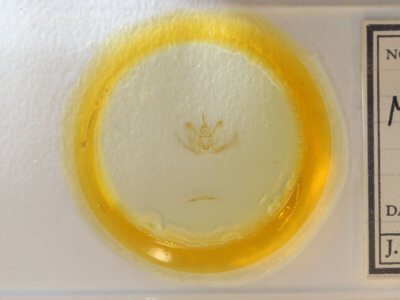 slide view of adult Metarranthis homuraria