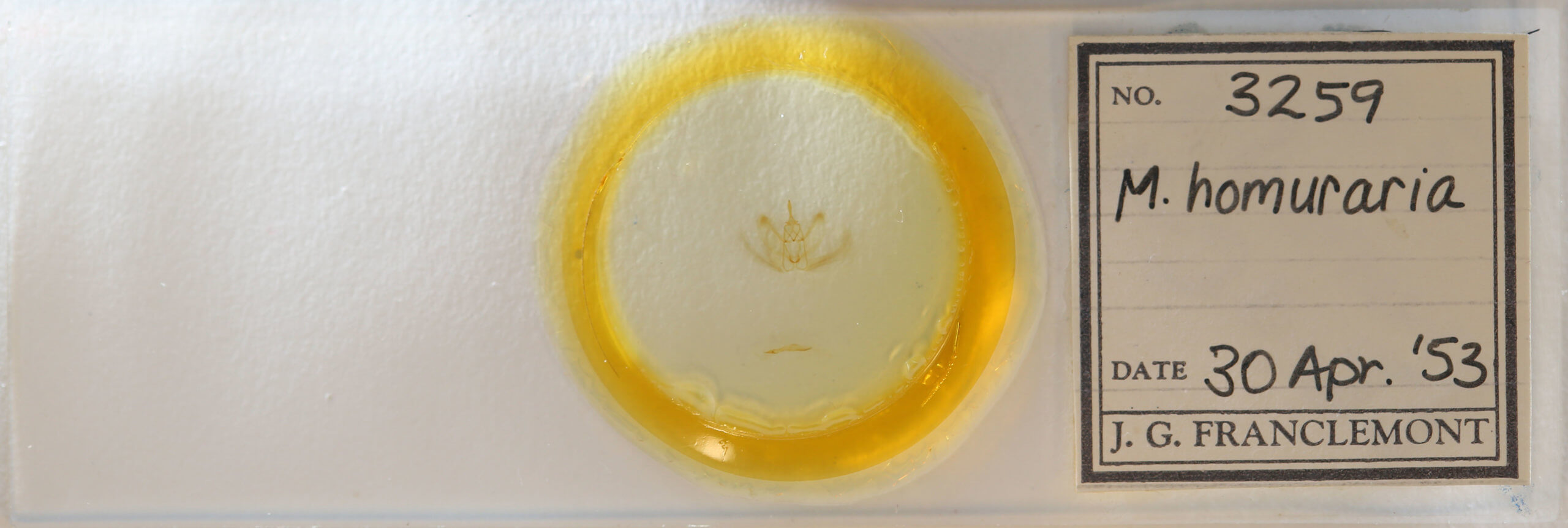 slide view of adult Metarranthis homuraria