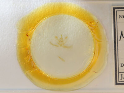 slide view of adult Metarranthis homuraria