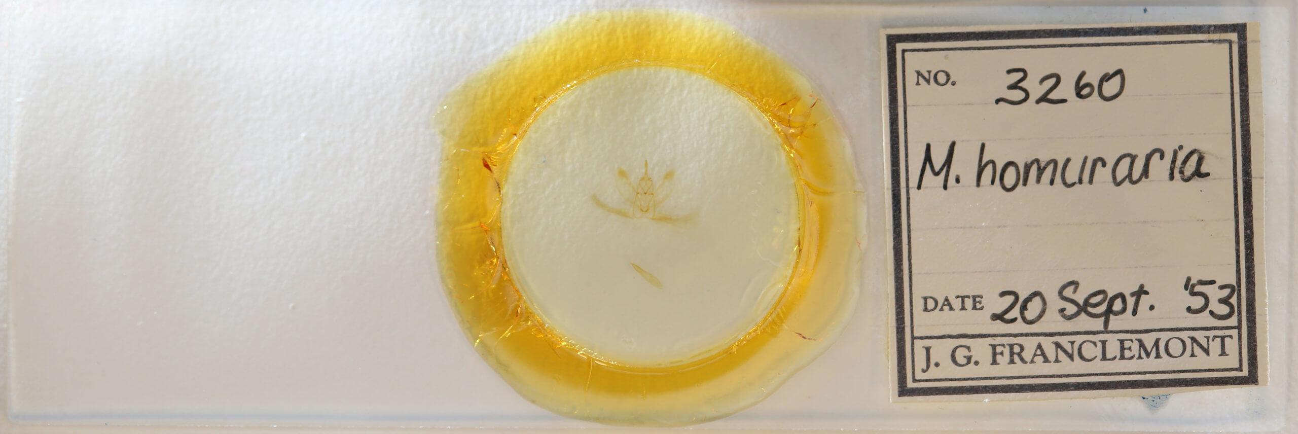 slide view of adult Metarranthis homuraria