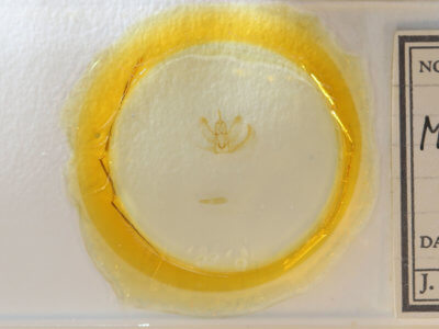 slide view of adult Metarranthis homuraria