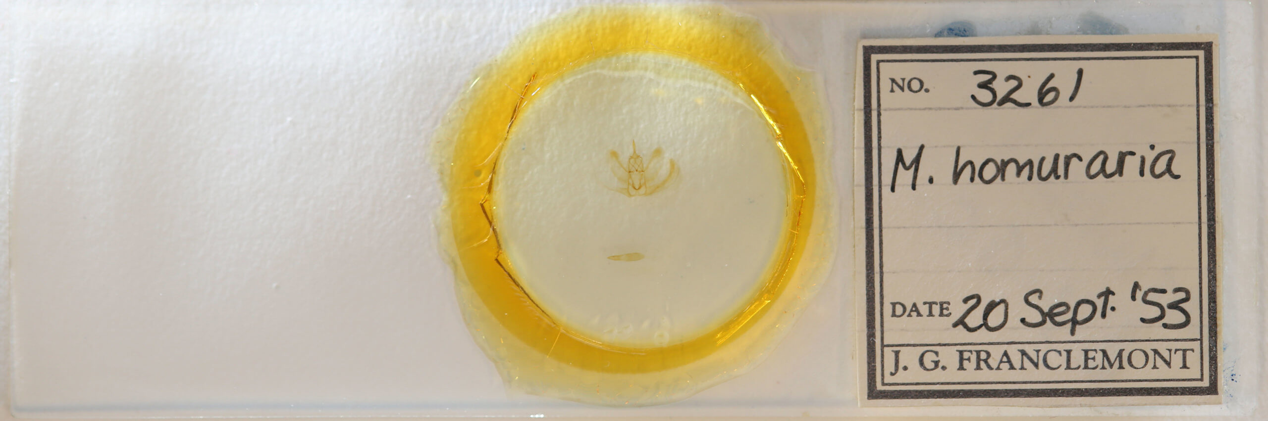 slide view of adult Metarranthis homuraria