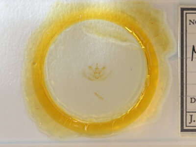 slide view of adult Metarranthis  homuraria