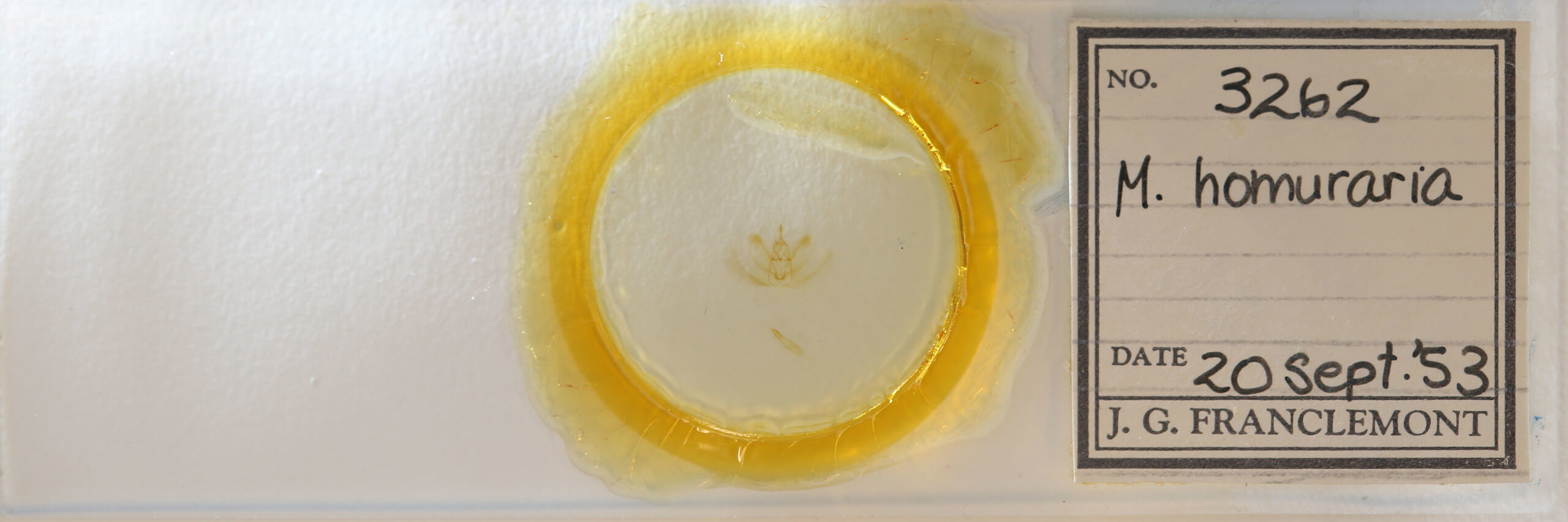 slide view of adult Metarranthis  homuraria