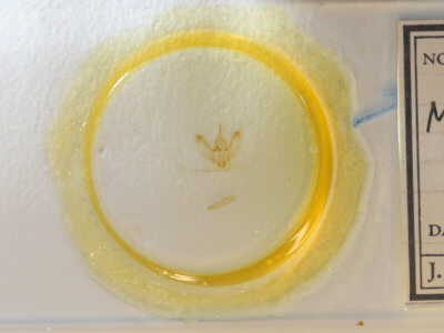 slide view of adult Metarranthis duaria