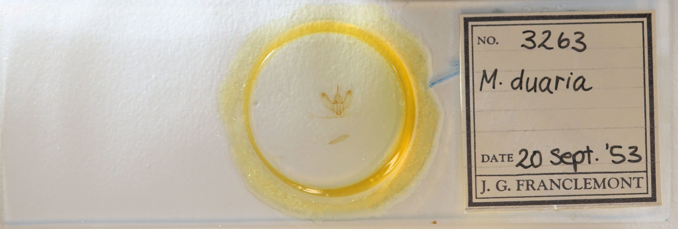 slide view of adult Metarranthis duaria