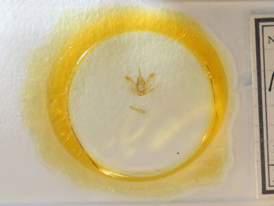 slide view of adult Metarranthis obfirmaria