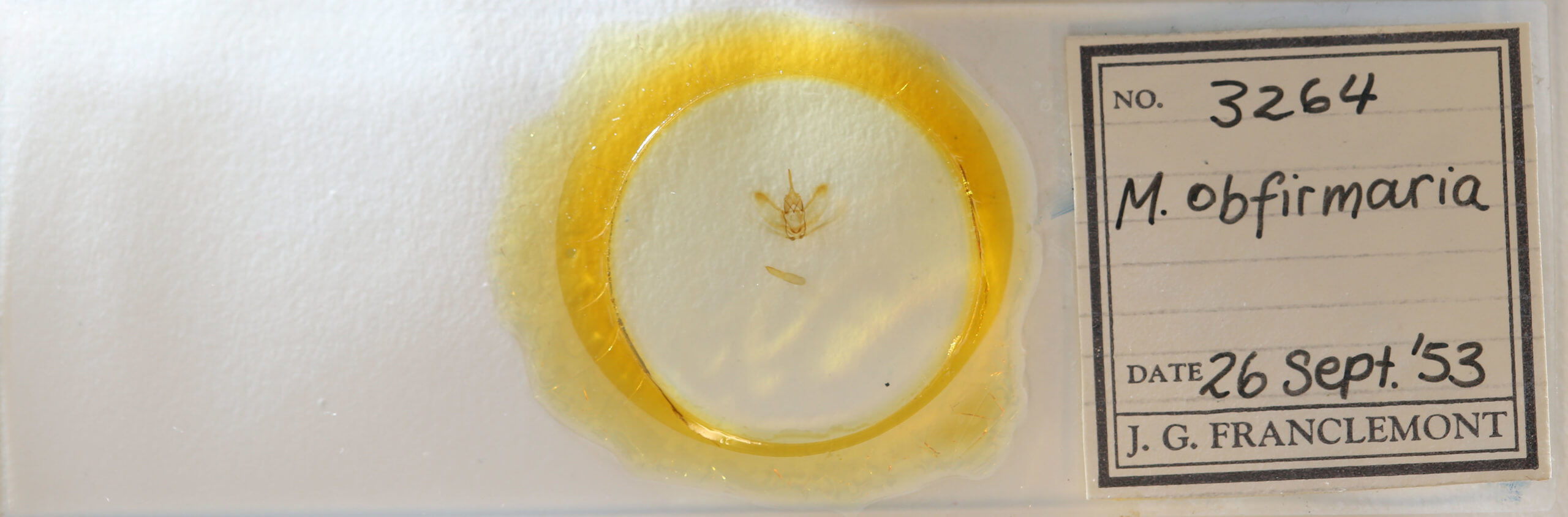 slide view of adult Metarranthis obfirmaria