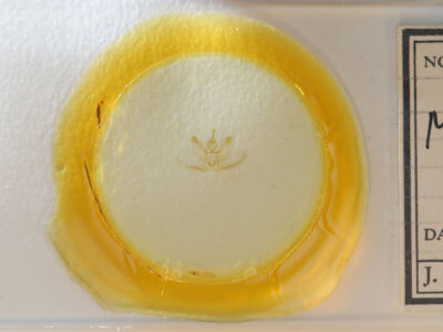 slide view of adult Metarranthis homuraria