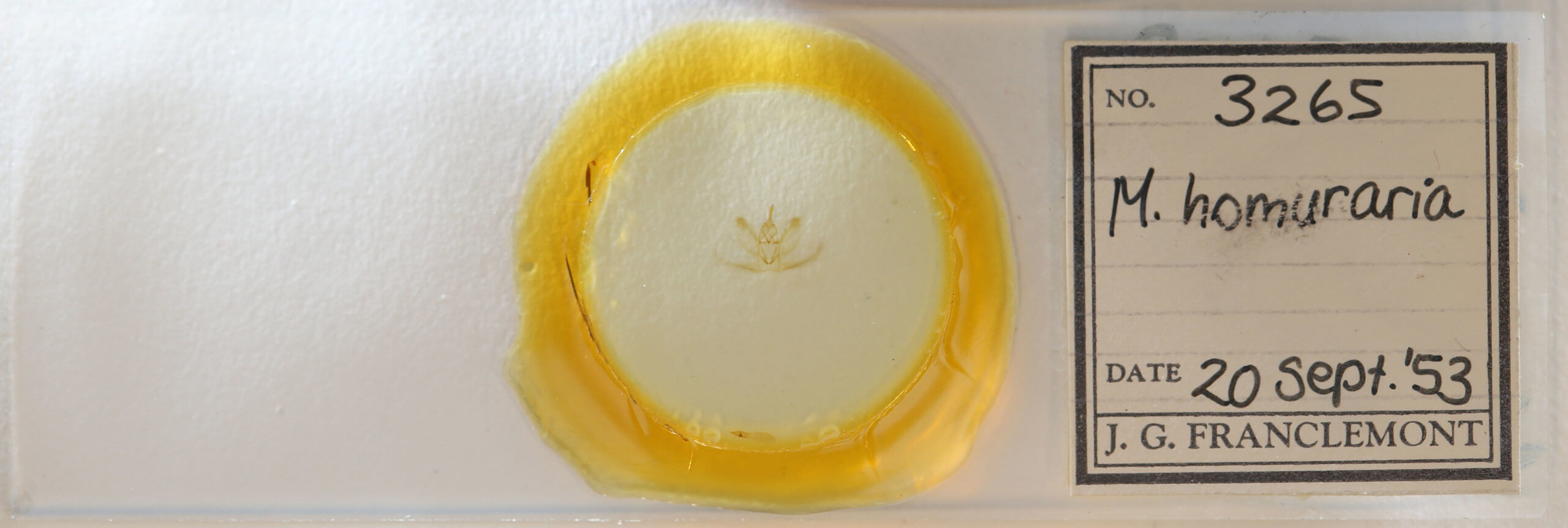 slide view of adult Metarranthis homuraria