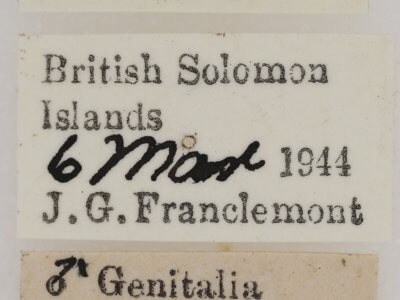 label view of adult Penicillaria jocosatrix