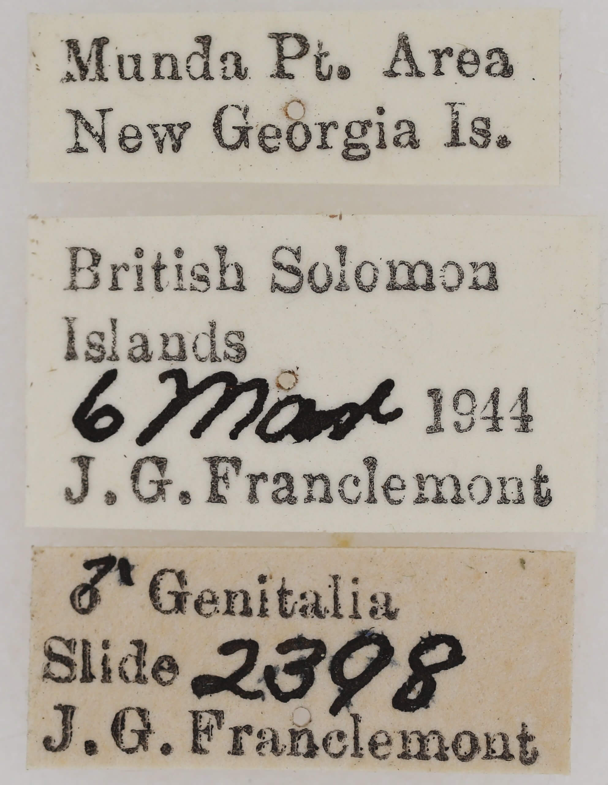 label view of adult Penicillaria jocosatrix